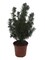 Dwarf Alberta Spruce -2.5" Pot - Picea glauca 'Conica' - Very Hardy